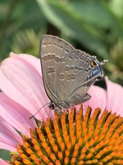 Satyrium