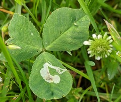 Liriomyza fricki