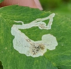 Liriomyza fricki