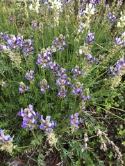 Oxytropis borealis viscida