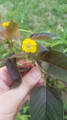 Lysimachia ciliata