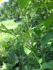 Filipendula rubra