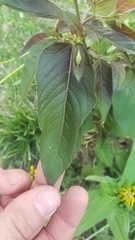 Lysimachia ciliata