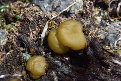 Ectocarpales