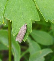 Acompsia cinerella