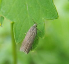 Acompsia cinerella