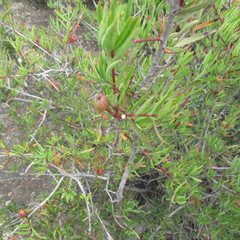 Tetracoccus dioicus