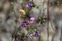 Sairocarpus vexillocalyculatus