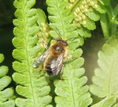 Anthophora furcata