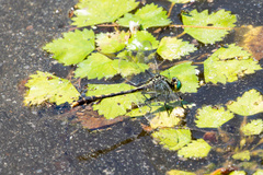 Arigomphus villosipes
