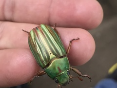 Chrysina adelaida