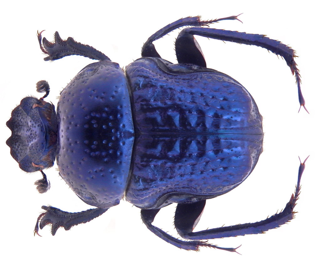 Gymnopleurus