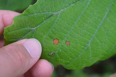 Phyllosticta hamamelidis