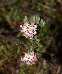 Pimelea alpina