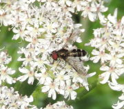 Leucozona laternaria