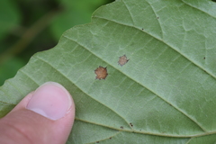 Phyllosticta hamamelidis