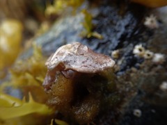 Cryptolithodes typicus