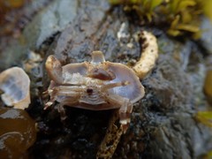 Cryptolithodes typicus