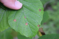 Phyllosticta hamamelidis