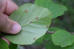 Phyllosticta hamamelidis