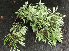 Dryocosmus kuriphilus