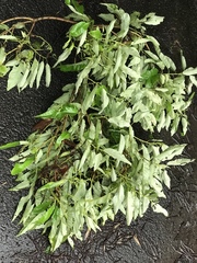 Dryocosmus kuriphilus