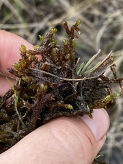 Scorpidium scorpioides