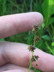 Stellulatae