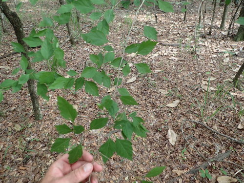 Sargent's Hawthorn (Crataegus sargentii)