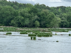 Hymenocallis coronaria