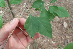 Crataegus sargentii