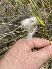 Eriophorum viridicarinatum