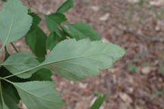 Crataegus sargentii