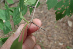 Crataegus sargentii