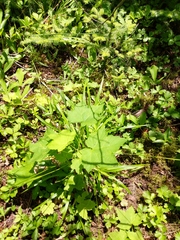 Carex arctata