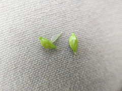 Carex arctata