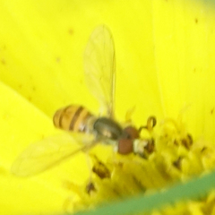 Toxomerus marginatus