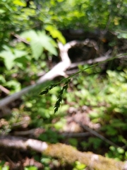 Carex arctata