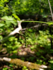 Carex arctata