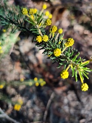 Acacia gordonii