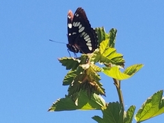 Limenitis lorquini ilgae