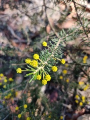 Acacia gordonii