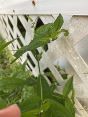 Lithospermum officinale