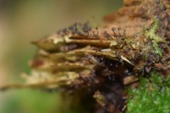 Cribraria cancellata