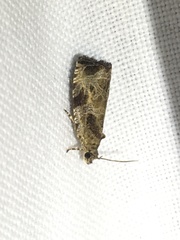 Olethreutes furfuranum
