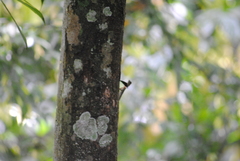 Draco melanopogon