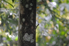 Draco melanopogon
