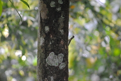 Draco melanopogon