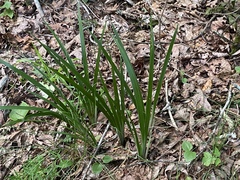 Iris verna smalliana