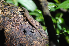 Eutropis rugifera